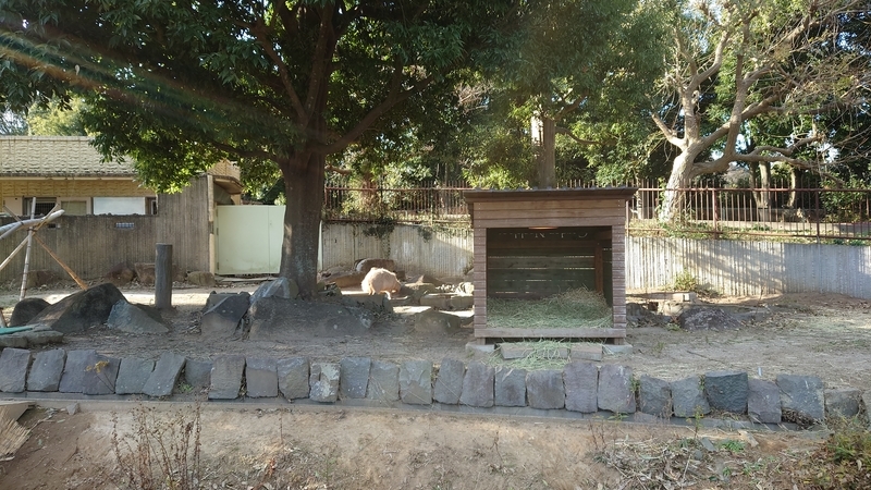 f:id:zoonimal:20210104150452j:plain