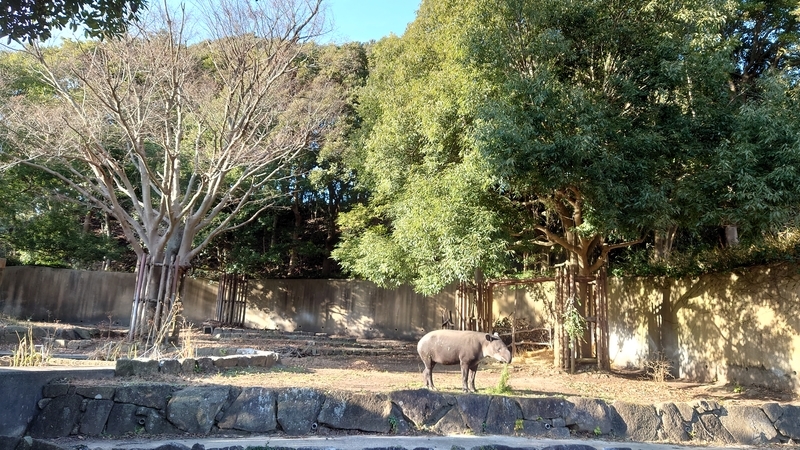 f:id:zoonimal:20210104150541j:plain