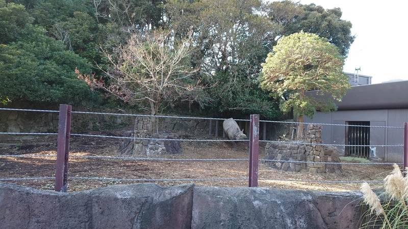 f:id:zoonimal:20210104150556j:plain