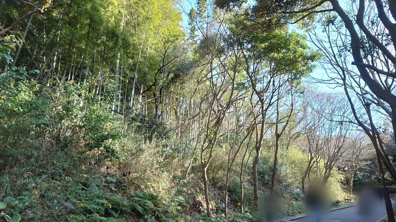 f:id:zoonimal:20210104150825j:plain