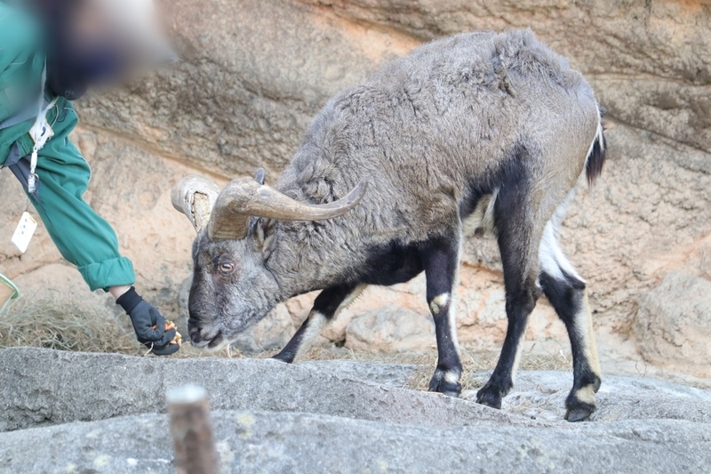 f:id:zoonimal:20210104150832j:plain