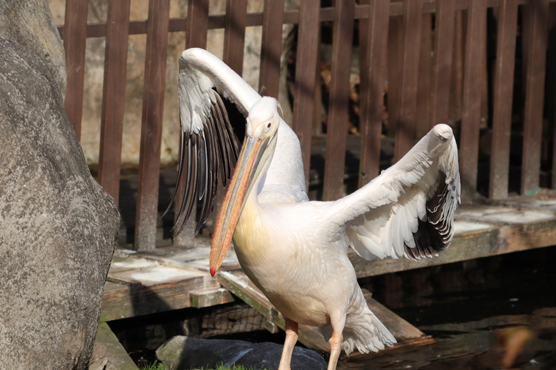 f:id:zoonimal:20210104150843j:plain