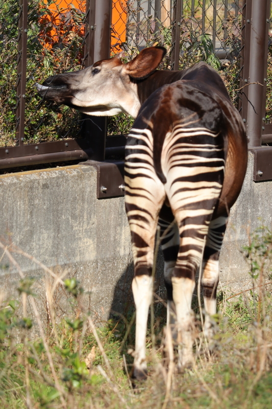 f:id:zoonimal:20210104164511j:plain