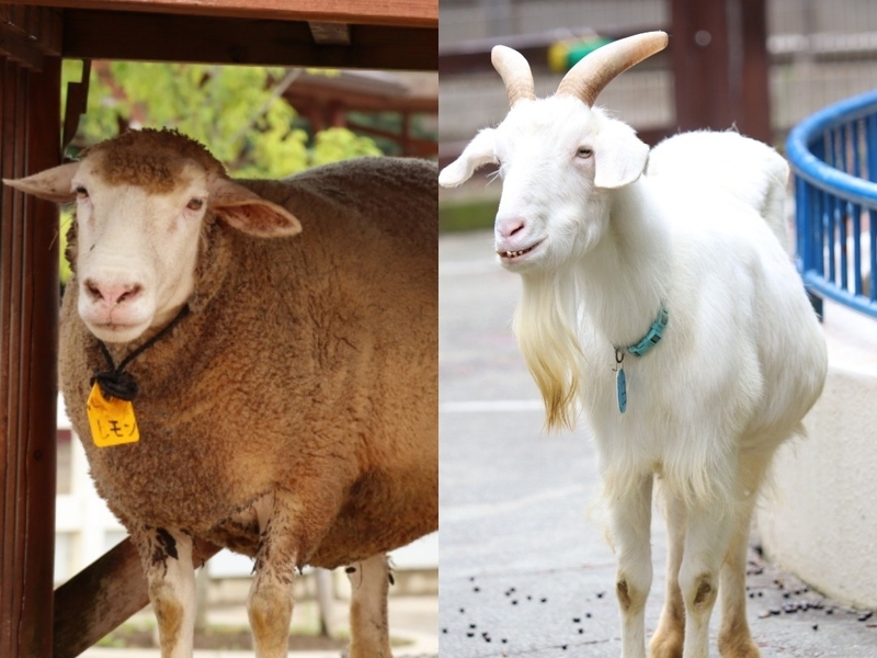 解説 ヒツジもヤギもウシ 意外なウシの仲間たち 動物プチ知識 3 大人だって動物園