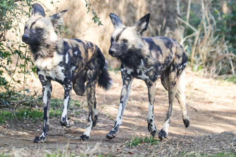 【生き物紹介#6】サバンナの名ハンター！リカオンの生態、見られる動物園の紹介 - 大人だって動物園！
