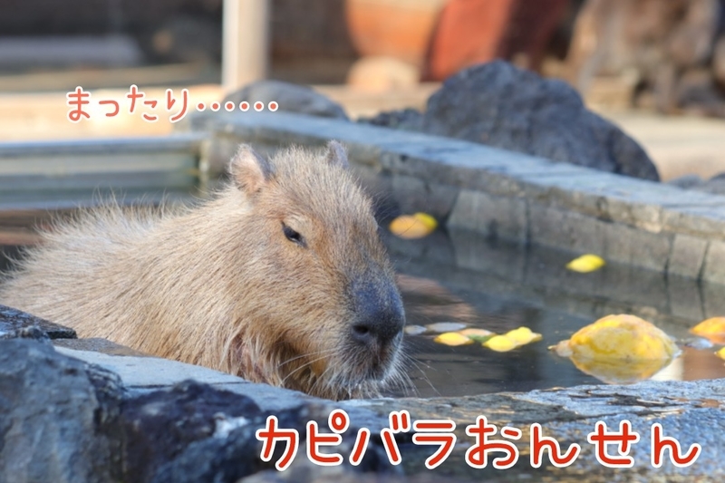 動物ひとコマ 3 ゆず風呂を嗜むカピバラ 埼玉県こども動物自然公園 大人だって動物園