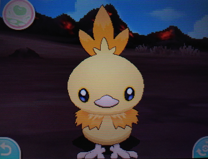 色違い 国際孵化 アチャモ Usum キロの色違いポケモン図鑑ブログ 色違い 国際孵化 アチャモ Usum キロの色違いポケモン図鑑ブログ