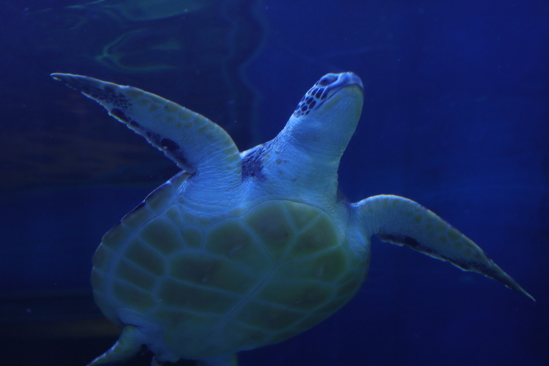 レポ 22 半年ぶりの水族館 しながわ水族館現地レポート 21 4 23 後編 大人だって動物園