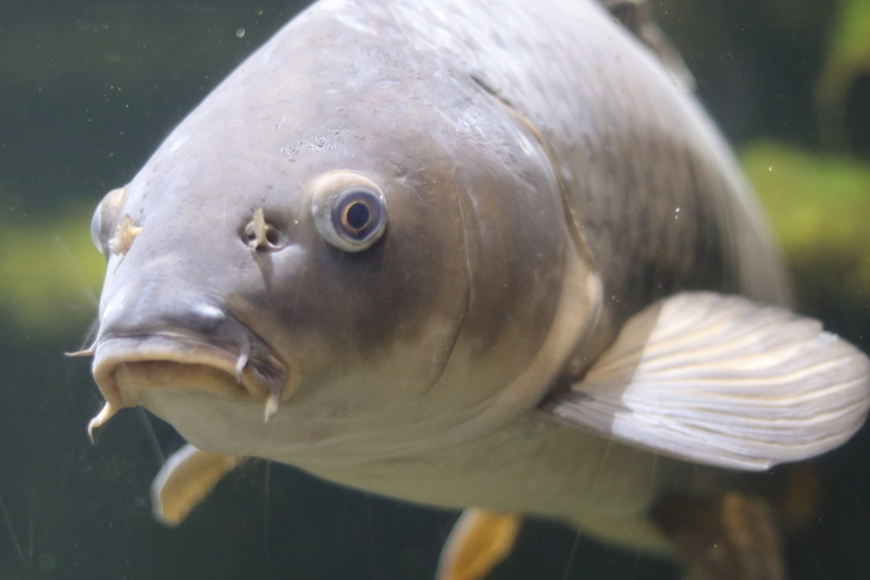 レポ 23 魚もショーも盛りだくさん 鴨川シーワールド現地レポート 21 4 27 前編 大人だって動物園