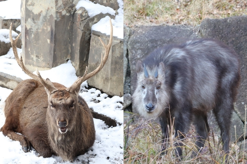 生き物紹介 7 シカじゃないよ ニホンカモシカの生態 見られる動物園の紹介 大人だって動物園