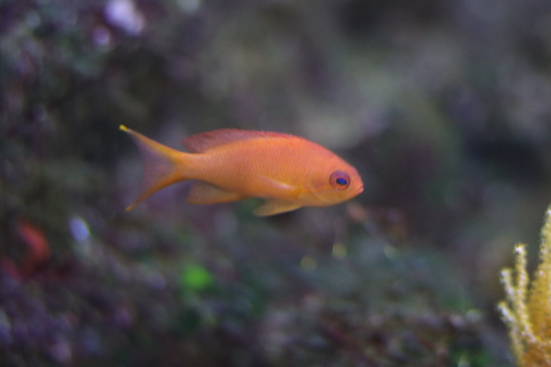 f:id:zoonimal:20210718232717j:plain