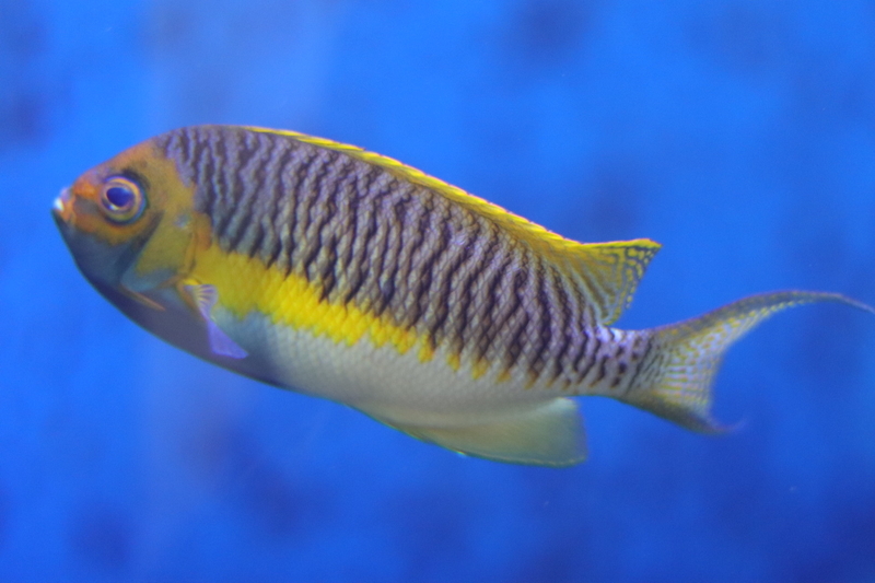 f:id:zoonimal:20210718232734j:plain