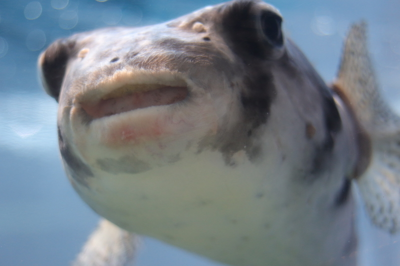 f:id:zoonimal:20210718232746j:plain