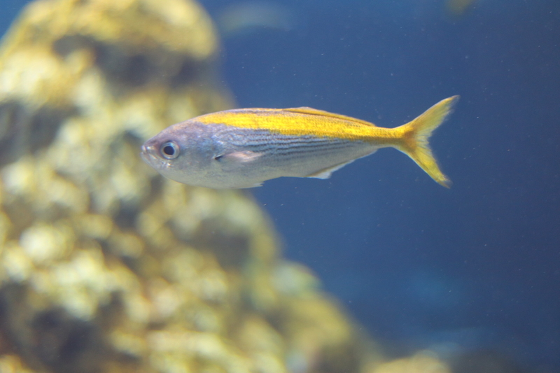 f:id:zoonimal:20210718232752j:plain