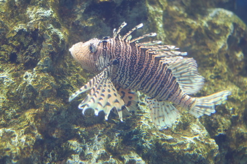 f:id:zoonimal:20210718232804j:plain