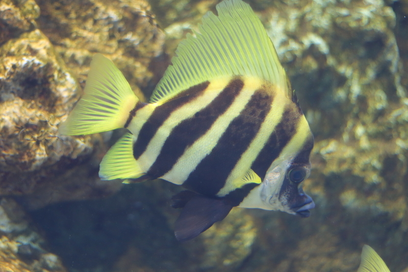 f:id:zoonimal:20210718232811j:plain