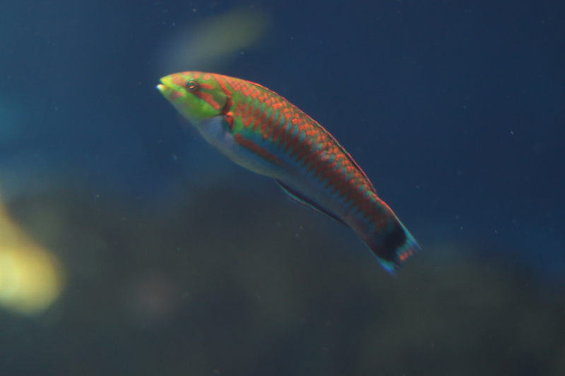 f:id:zoonimal:20210718232818j:plain