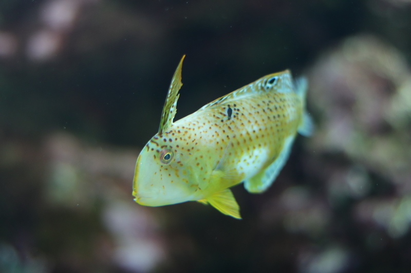 f:id:zoonimal:20210718232823j:plain