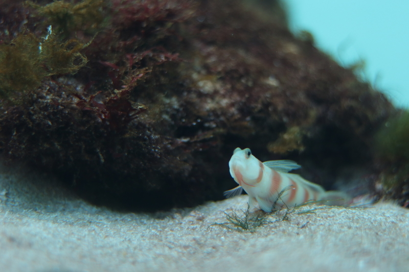 f:id:zoonimal:20210718232828j:plain