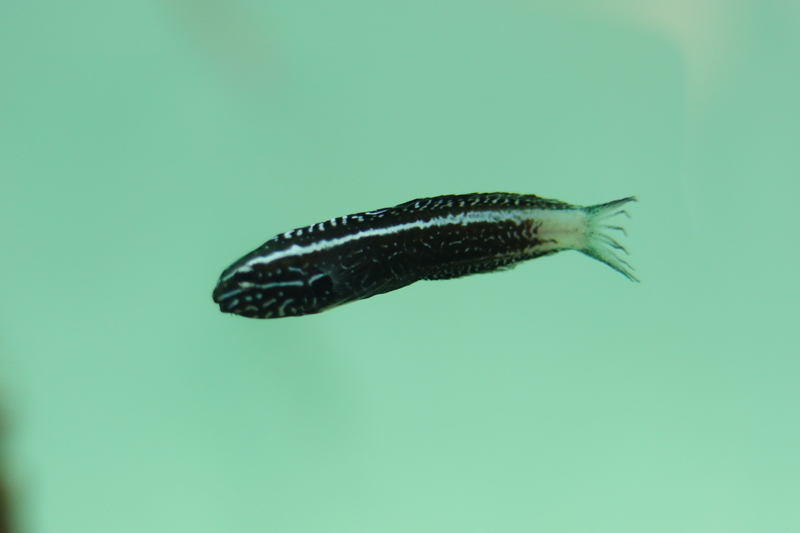 f:id:zoonimal:20210718232834j:plain