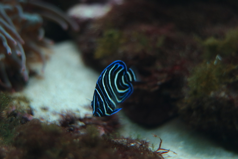 f:id:zoonimal:20210718232839j:plain