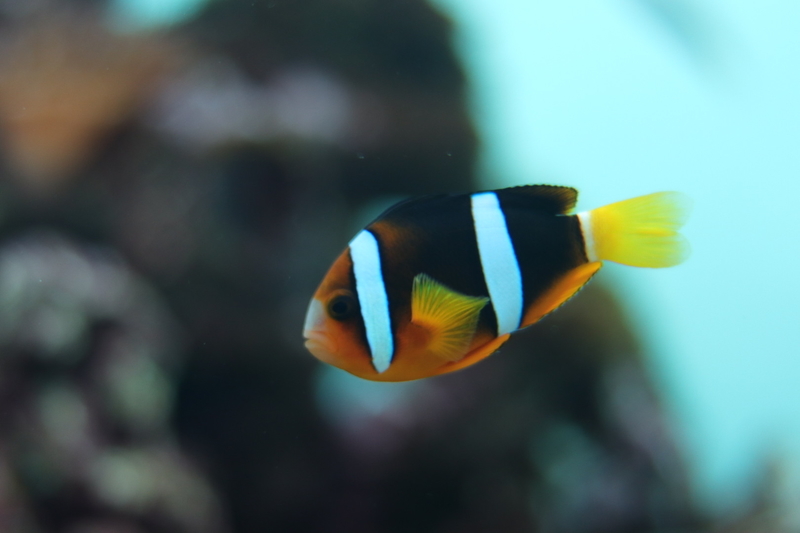 f:id:zoonimal:20210718232850j:plain