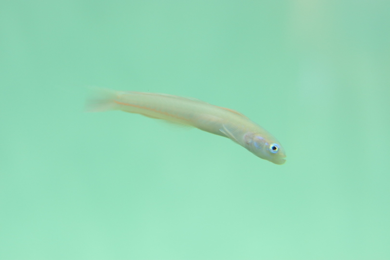 f:id:zoonimal:20210718232854j:plain