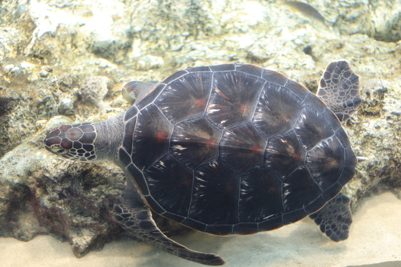 f:id:zoonimal:20210718232901j:plain