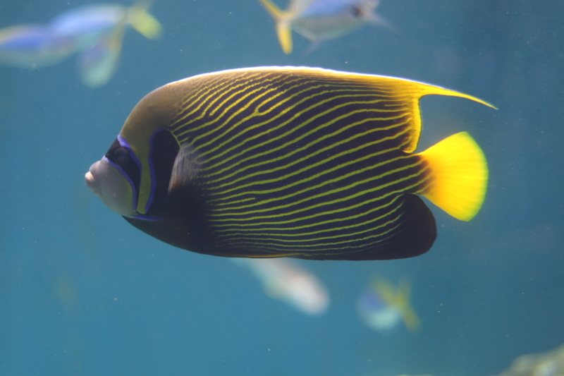 f:id:zoonimal:20210718232907j:plain