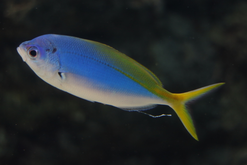 f:id:zoonimal:20210718232914j:plain