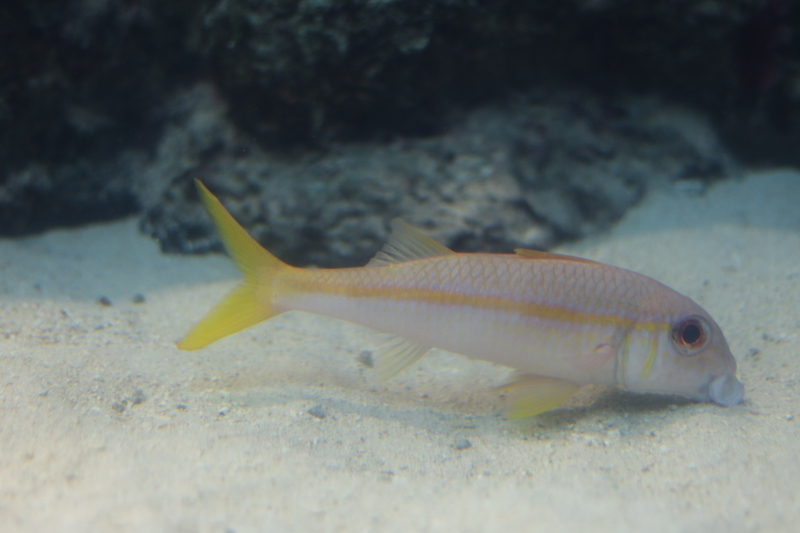 f:id:zoonimal:20210718232920j:plain