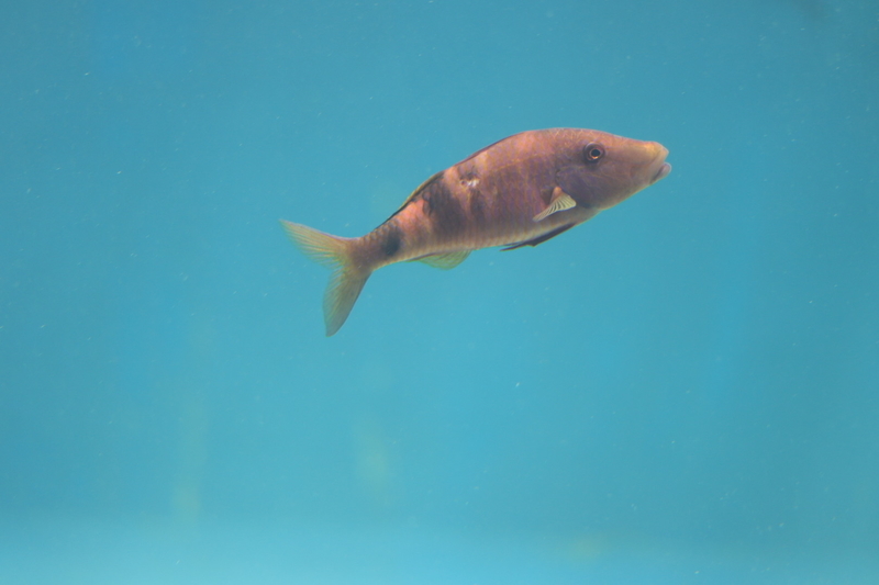 f:id:zoonimal:20210718232925j:plain