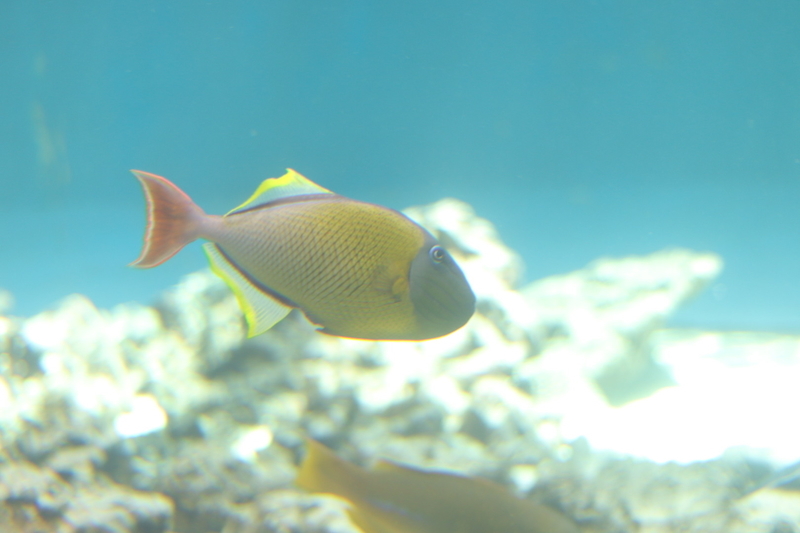 f:id:zoonimal:20210718232930j:plain