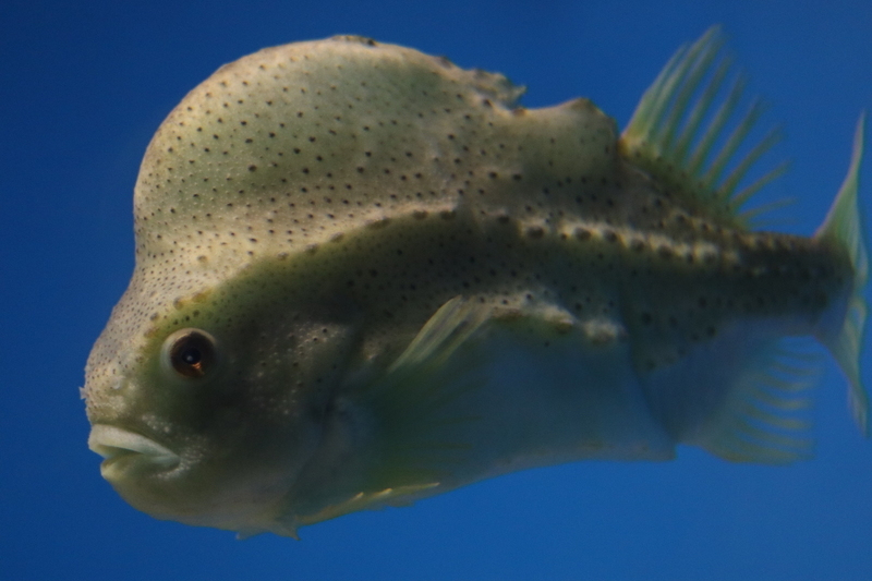 レポ 27 サメが見たくて行ってきた 葛西臨海水族園現地レポート 21 7 17 前編 大人だって動物園