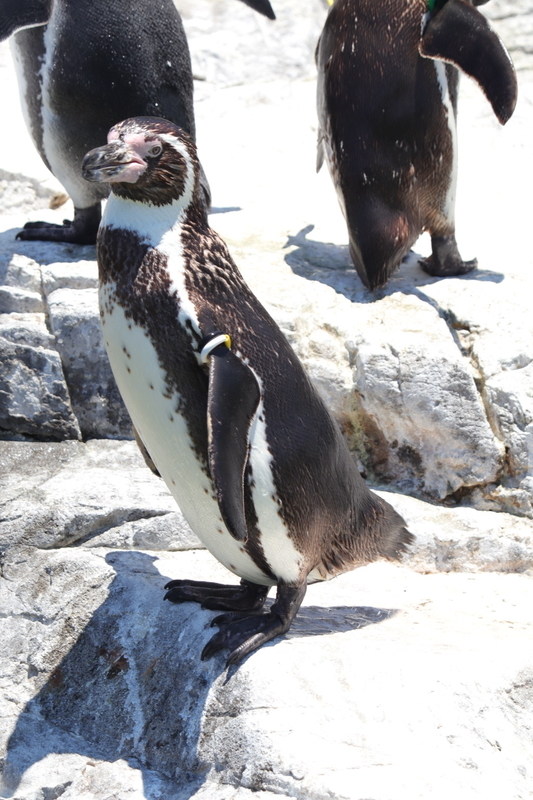 f:id:zoonimal:20210718234306j:plain