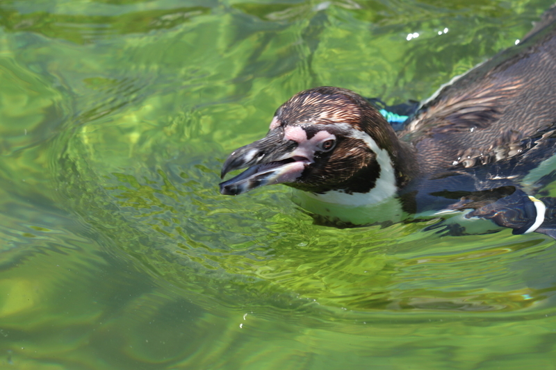 f:id:zoonimal:20210718234311j:plain