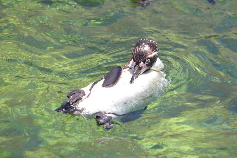 f:id:zoonimal:20210718234317j:plain