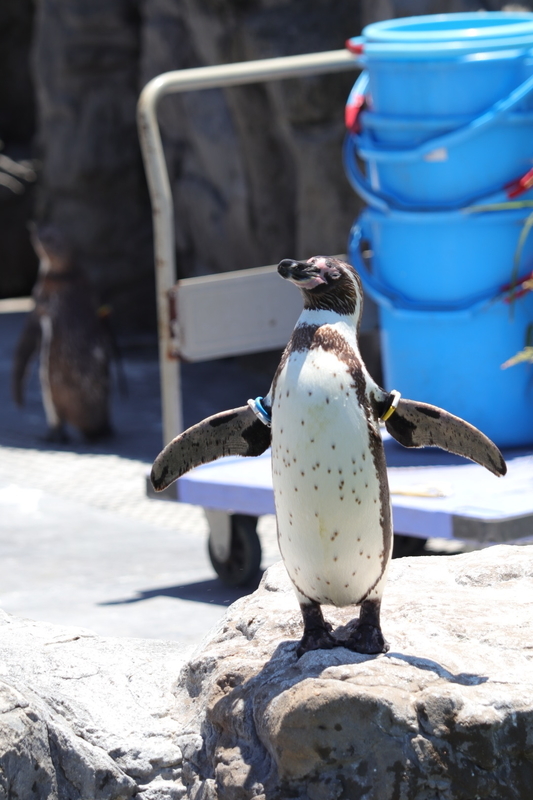 f:id:zoonimal:20210718234322j:plain