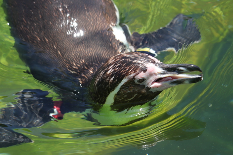 f:id:zoonimal:20210718234332j:plain