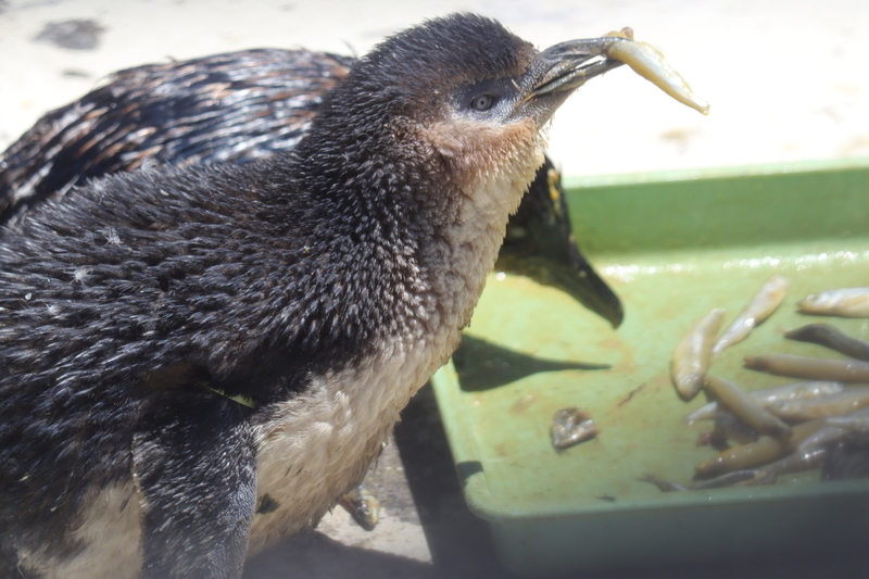 f:id:zoonimal:20210718234353j:plain