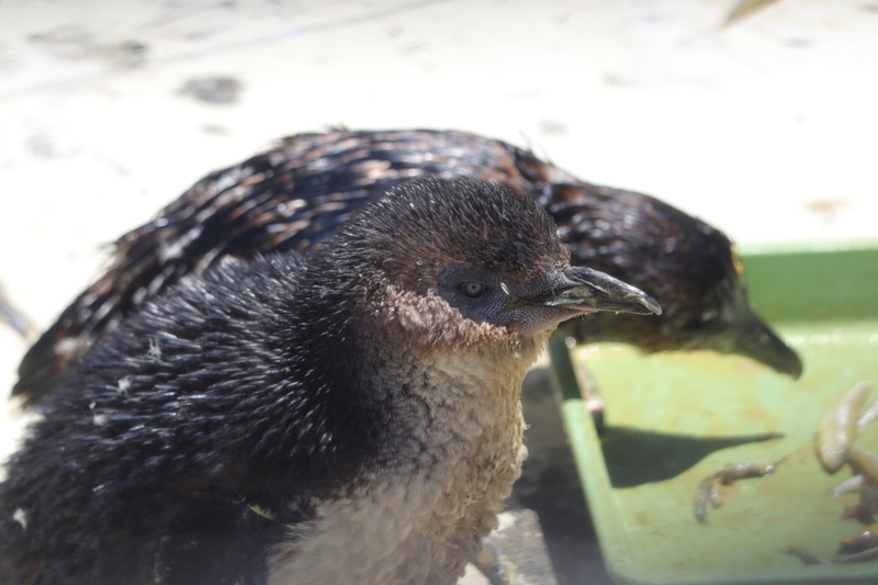 f:id:zoonimal:20210718234359j:plain