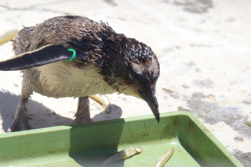 f:id:zoonimal:20210718234403j:plain