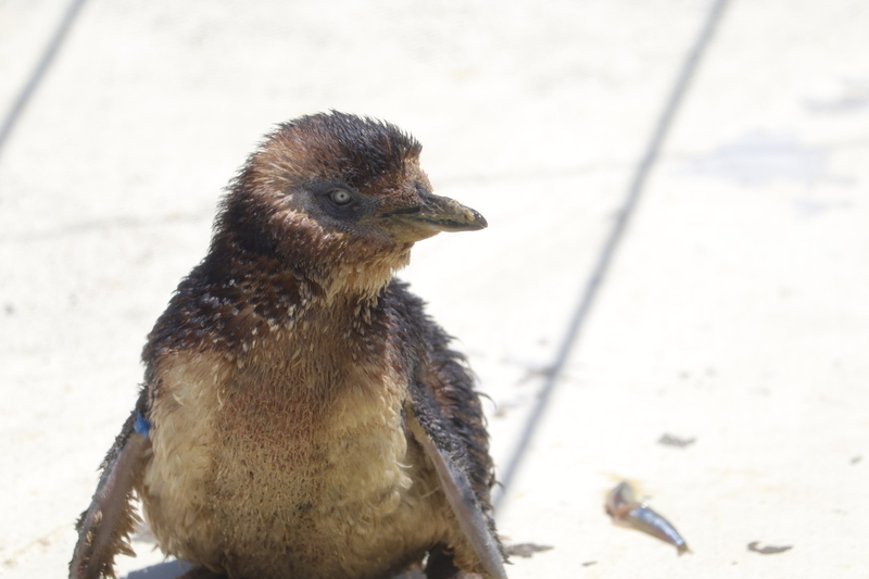 f:id:zoonimal:20210718234408j:plain