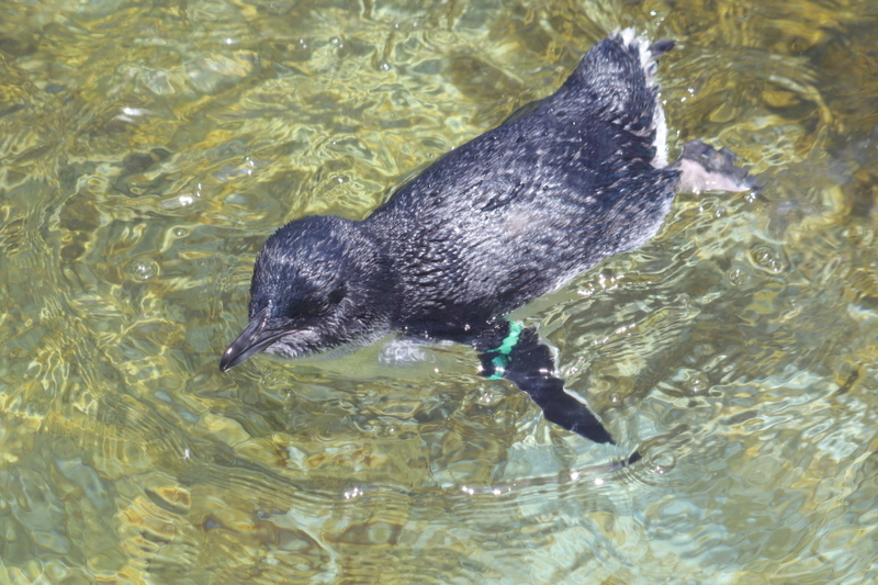 f:id:zoonimal:20210718234413j:plain