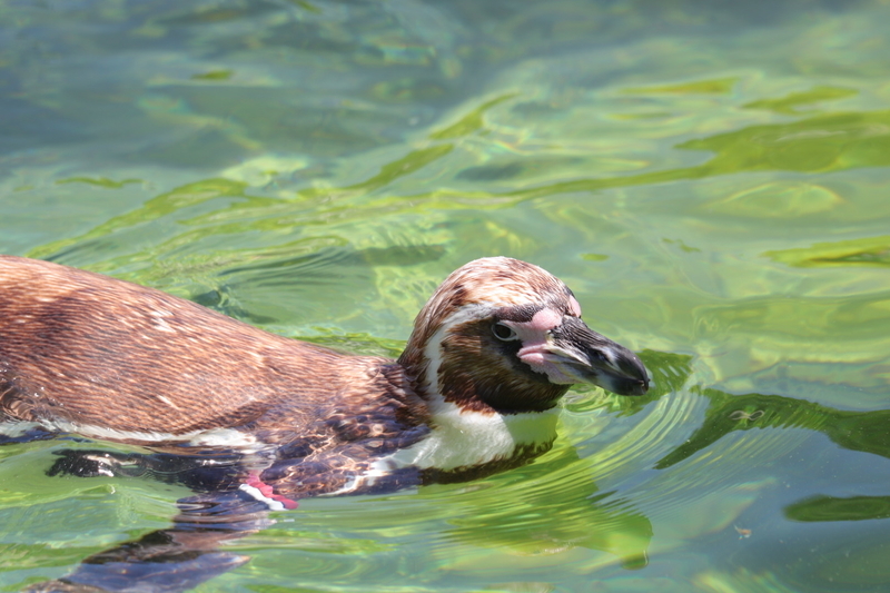 f:id:zoonimal:20210718234425j:plain