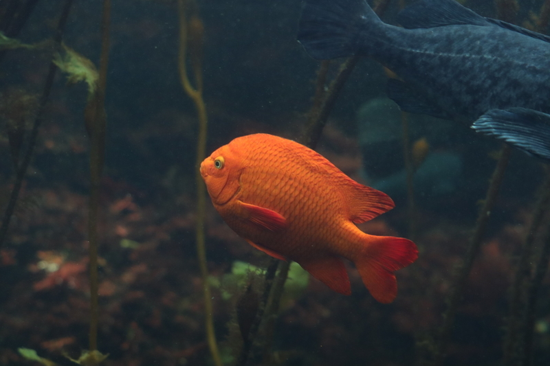 f:id:zoonimal:20210718234436j:plain