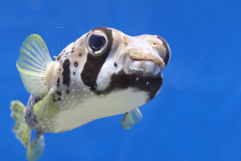 f:id:zoonimal:20210718234453j:plain