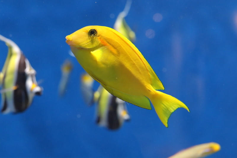 f:id:zoonimal:20210718234458j:plain