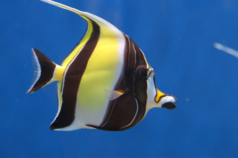 f:id:zoonimal:20210718234509j:plain