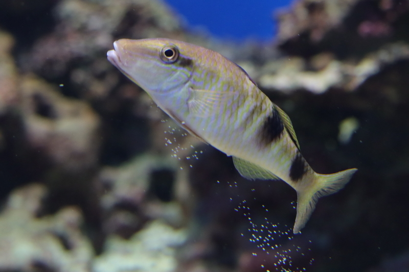 f:id:zoonimal:20210718234513j:plain